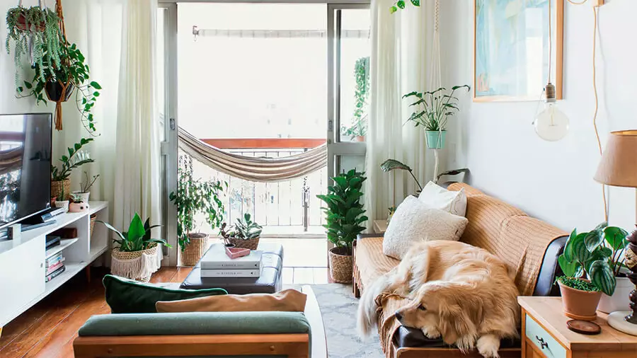 Plantas de apartamento: 11 espécies ideais para cantinhos com